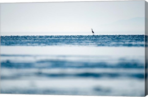 Framed Great Blue Heron, British Columbia Print