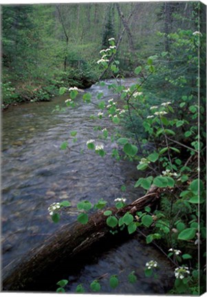 Framed Hobblebush, Pemigewasset River, White Mountain National Forest, New Hampshire Print