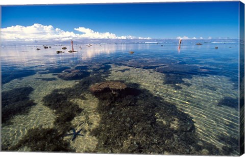 Framed Tourists and Starfish in Rock Pools, Tambua Sands Resort, Coral Coast, Fiji Print