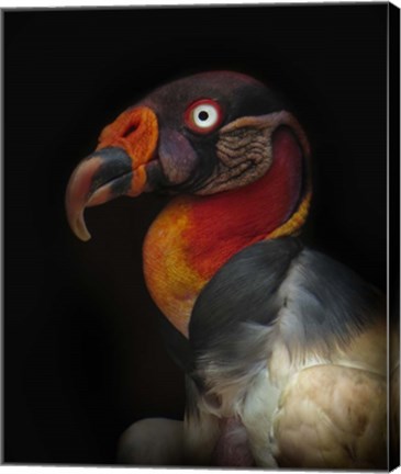 Framed King Vulture-Sarcoramphus Papa Print