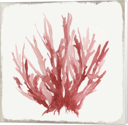 Framed Red Coral I Print