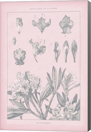 Framed Rose Quartz Rhododendron Print