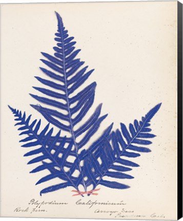 Framed Botanical Fern XI Blue Print