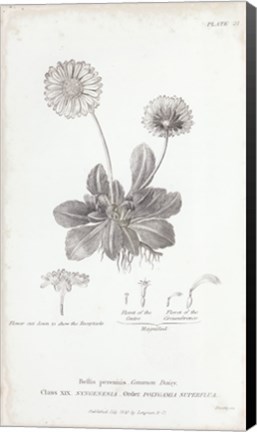 Framed Conversations on Botany IX Print