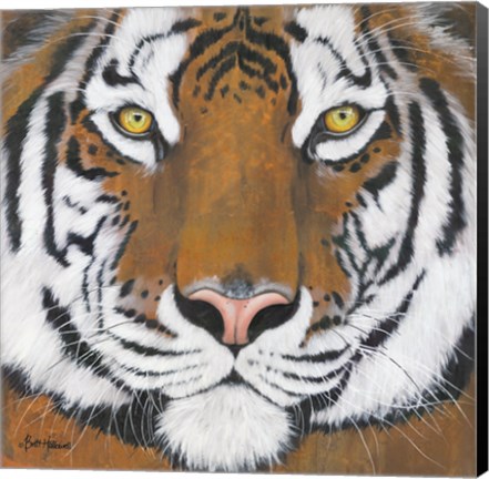 Framed Tiger Gaze Print