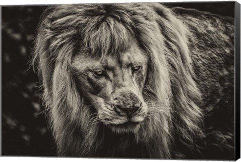 Framed White Albino Lion III Sepia Print