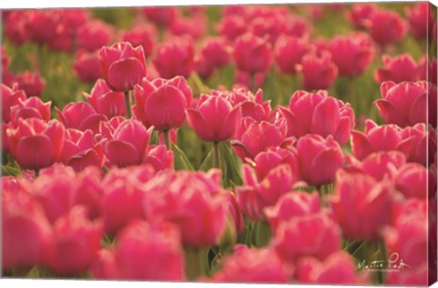 Framed Pretty Pink Tulips Print