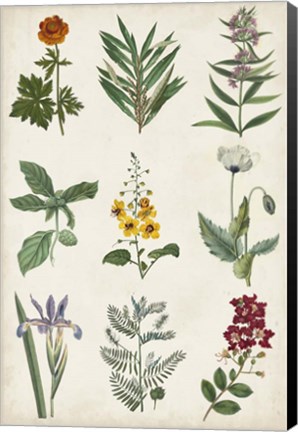 Framed Botanical Chart II Print