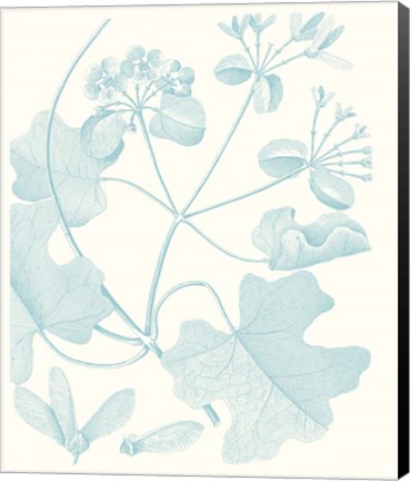Framed Botanical Study in Spa II Print