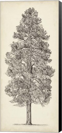 Framed Pacific Northwest Tree Sketch III Print
