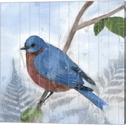 Framed Eastern Songbird IV Print