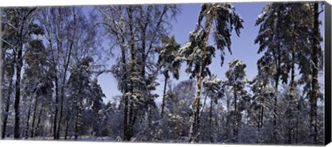 Framed Snow Trees Print