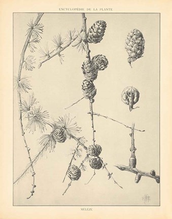 Framed Vintage Tree Sketches II Print