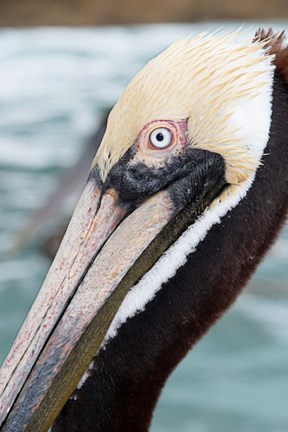 Framed Bayside Pelican Print