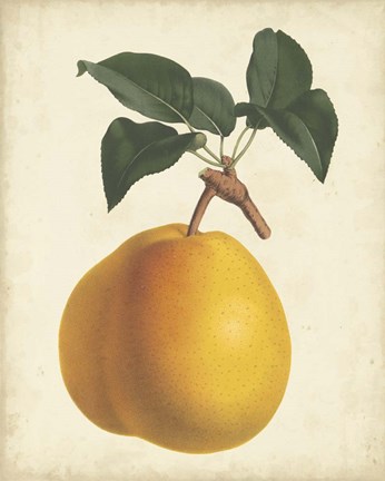Framed Antique Pear Botanical II Print