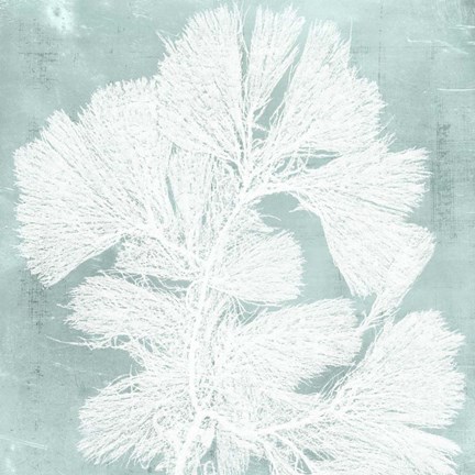 Framed Seaweed on Aqua IV Print