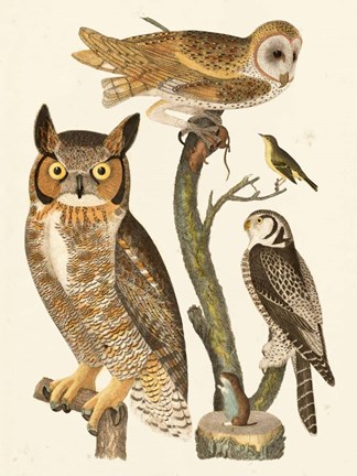 Framed Wilson Owls I Print