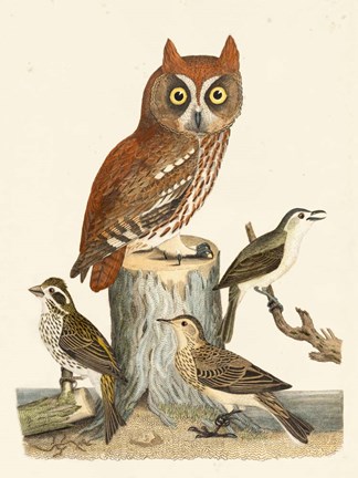 Framed Wilson Owls II Print