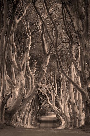 Framed Beech Tree-Lined Road Known As The Dark Hedges, County Antrim, Northern Ireland Print