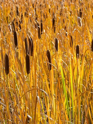 Framed Cattails In A Field, Utah Print