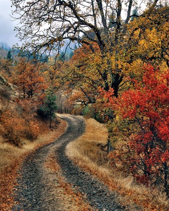 Framed Road And Autumn-Colored Oaks, Washington State Print