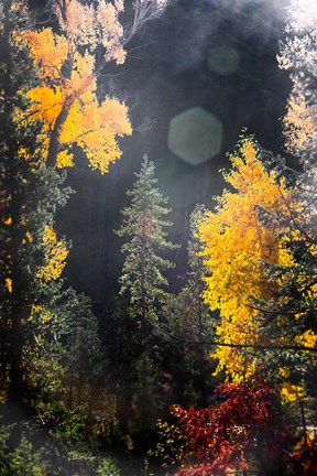 Framed Sunshine On An Autumn Forest Print