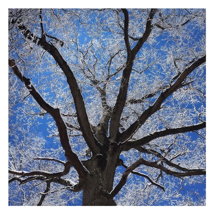 Framed Snow Covered Tree Print