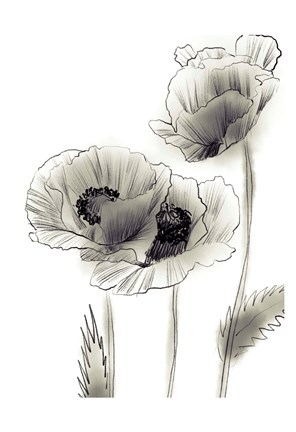 Framed Sketched Poppies 2 Print