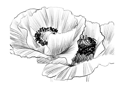 Framed Sketched Poppies 3 Print