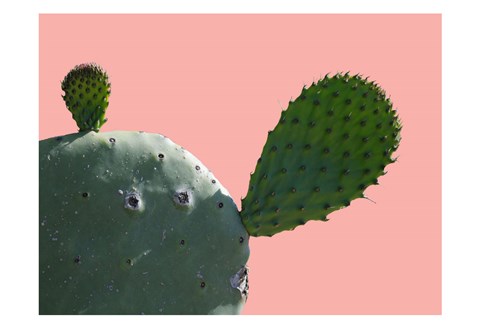 Framed Cactus Slice 1 Print