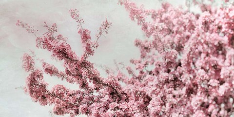 Framed Blossoming Spring Print