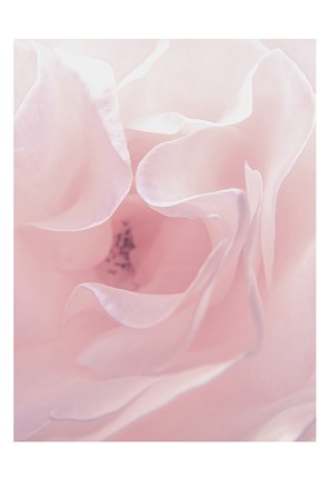 Framed Rose Close Up 2 Print