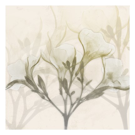 Framed Sunkissed Oleander Print