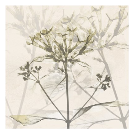 Framed Sunkissed Floral Print