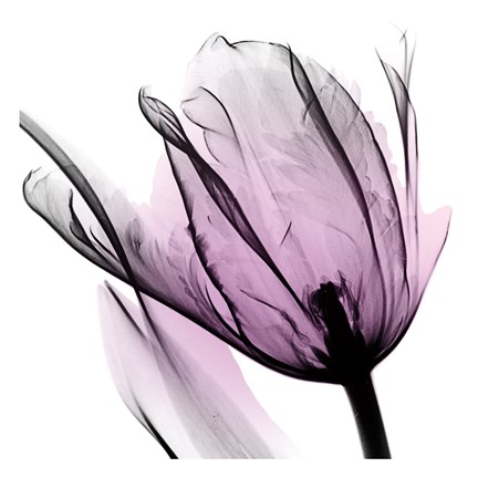 Framed Illuminated Tulip Print