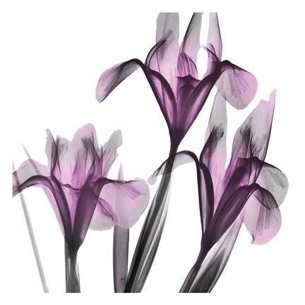Framed Dazzling Iris Print