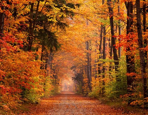 Framed Autumn Road Print