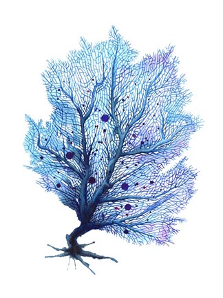 Framed Fan Coral - Blue Print