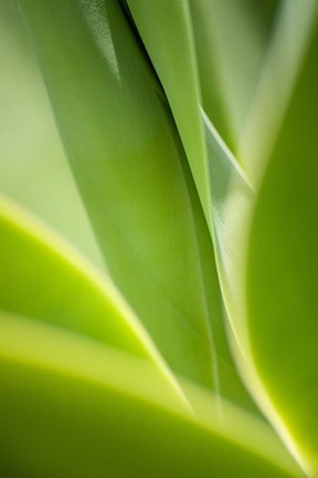 Framed Agave 2 Print