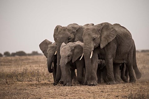 Framed Elephant Family Print