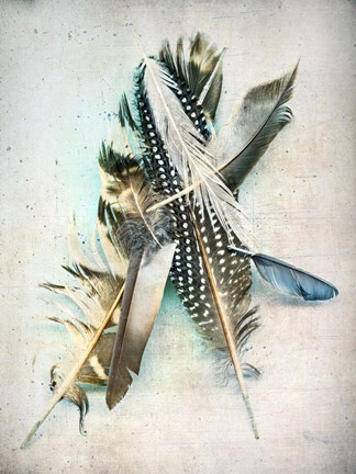 Framed Feather Study No. 5 Print