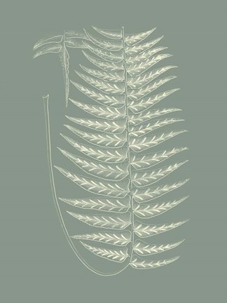 Framed Ferns on Sage VIII Print