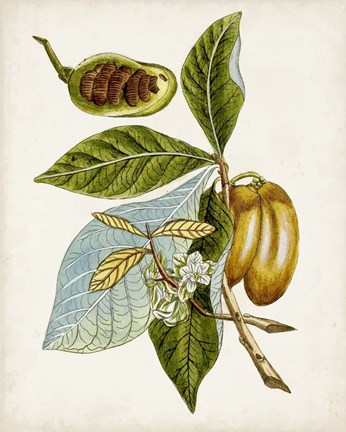 Framed Antique Botanical Study VI Print