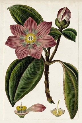 Framed Mauve Botanicals VI Print