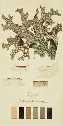 Framed Species of Lichen III Print
