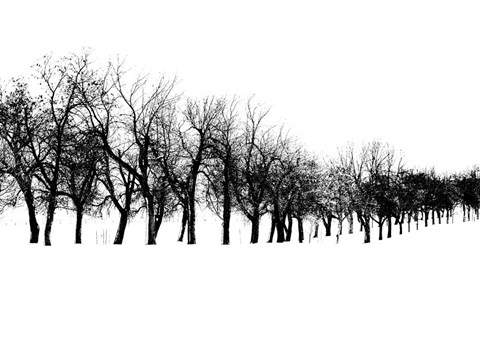 Framed Row of trees in snow Print