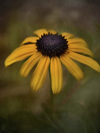 Framed Brown Eyed Print