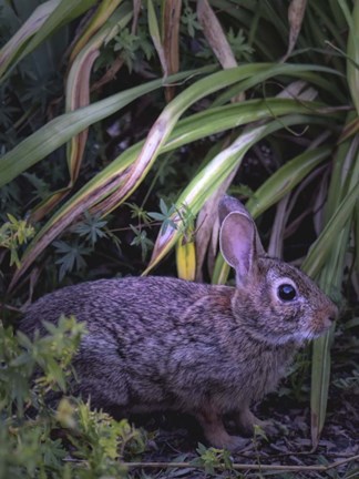 Framed Bunny Print