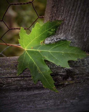 Framed Leaf Print