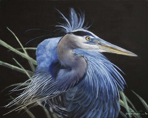 Framed Blue Heron Print